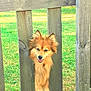 Rocket participe au concours pour gagner de l'argent avec cette photo : animal, canine, cute, daylight, dog, ears, fence, friendly, fur, grass, happy, nature, outdoor, paws, pet, playful, smiling, sunlight, tongue, wooden_fence