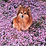Rocket a rejoint le concours — aidez-le/la à gagner de superbes lots ! adorable, animal, canine, closeup, colorful, cute, dog, flower_petals, fluffy, fur, garden, grass, nature, outdoor, peaceful, pet, pink, sitting, small_dog, spring
