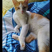 Goldie is registered to the contest to win money with this photo: cat, orange_and_white, pet, sleepy, bed, blanket, striped, feline, indoor, cozy, relaxed, cute, animal, whiskers, paws, fur, resting, comfort, domestic, laying
