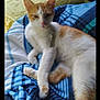 cat, orange_and_white, pet, sleepy, bed, blanket, striped, feline, indoor, cozy, relaxed, cute, animal, whiskers, paws, fur, resting, comfort, domestic, laying