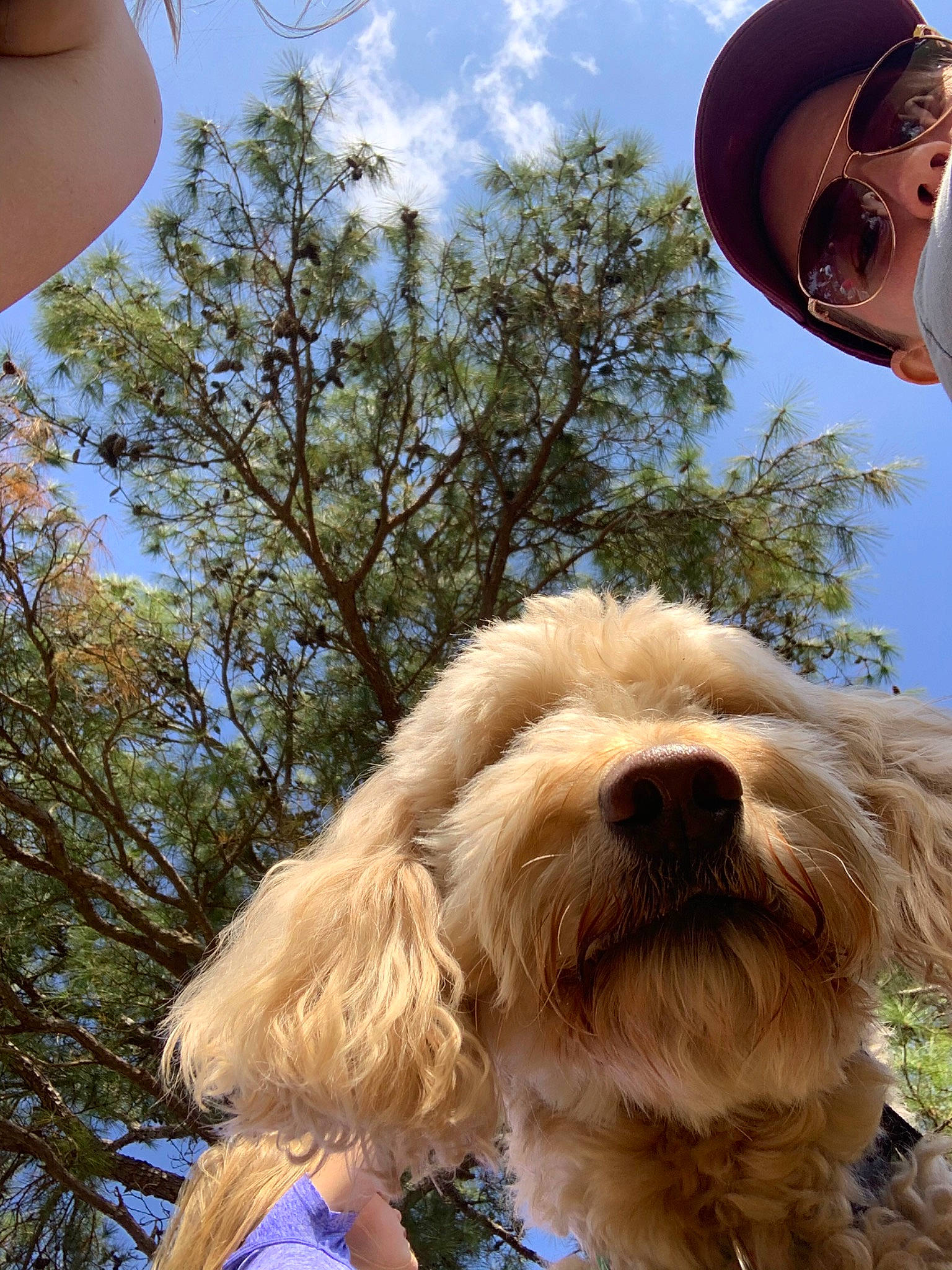 Evie joined the competition — help win amazing prizes! canidae, carnivore, cockapoo, dog, dog_breed, goldendoodle, havanese, irish_soft_coated_wheaten_terrier, mammal, non_sporting_group, otterhound, petit_basset_griffon_vendeen, poodle_crossbreed, rare_breed_dog, sapsali, schnoodle, sporting_group, terrier, tibetan_terrier, vertebrate