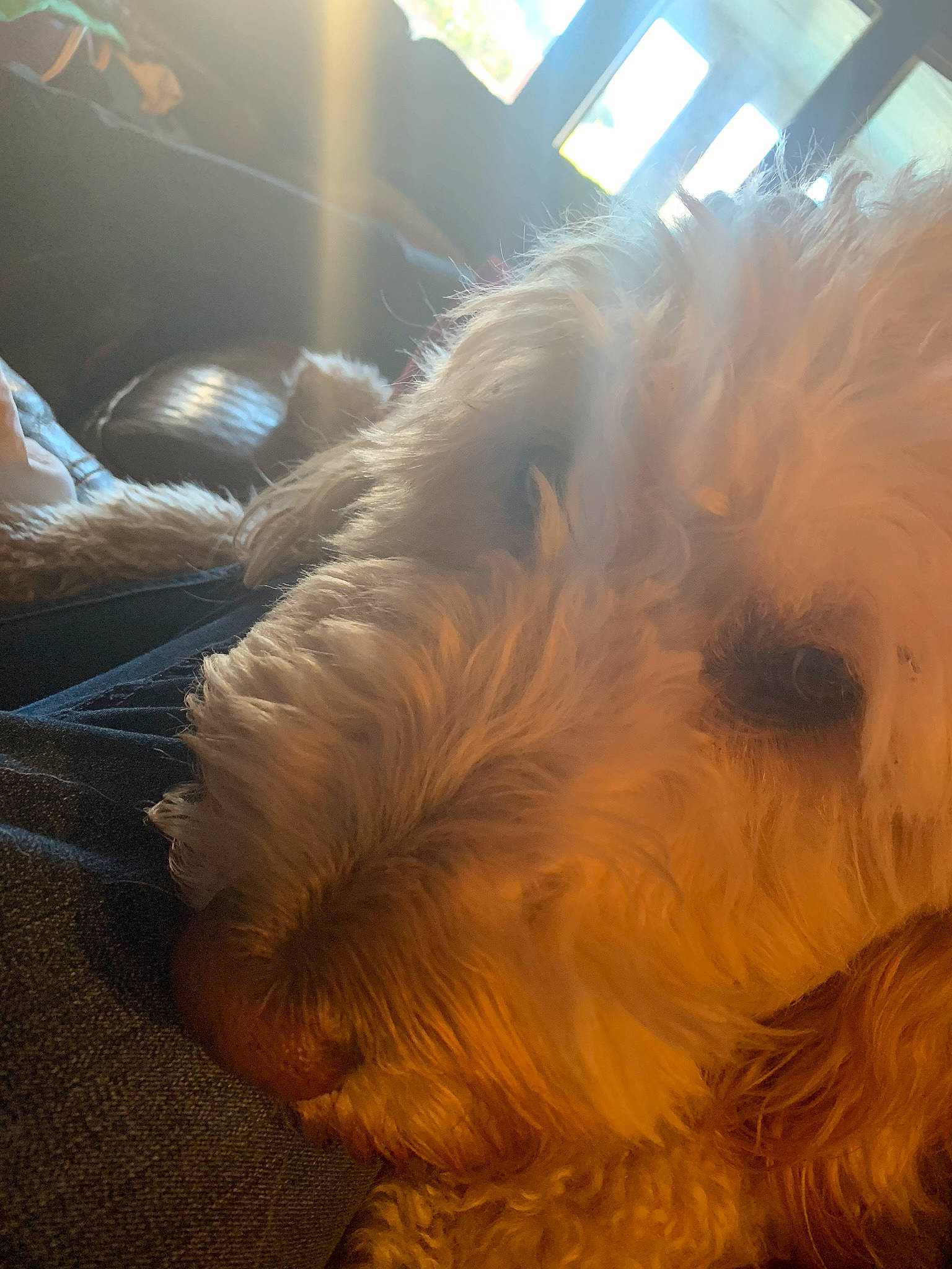 Evie is registered to the contest to win money with this photo: canidae, carnivore, dog, dog_breed, fur, glen_of_imaal_terrier, goldendoodle, irish_soft_coated_wheaten_terrier, morkie, norfolk_terrier, schnoodle, small_terrier, snout, sporting_lucas_terrier, sunlight, terrier, tibetan_terrier, toy_dog, west_highland_white_terrier