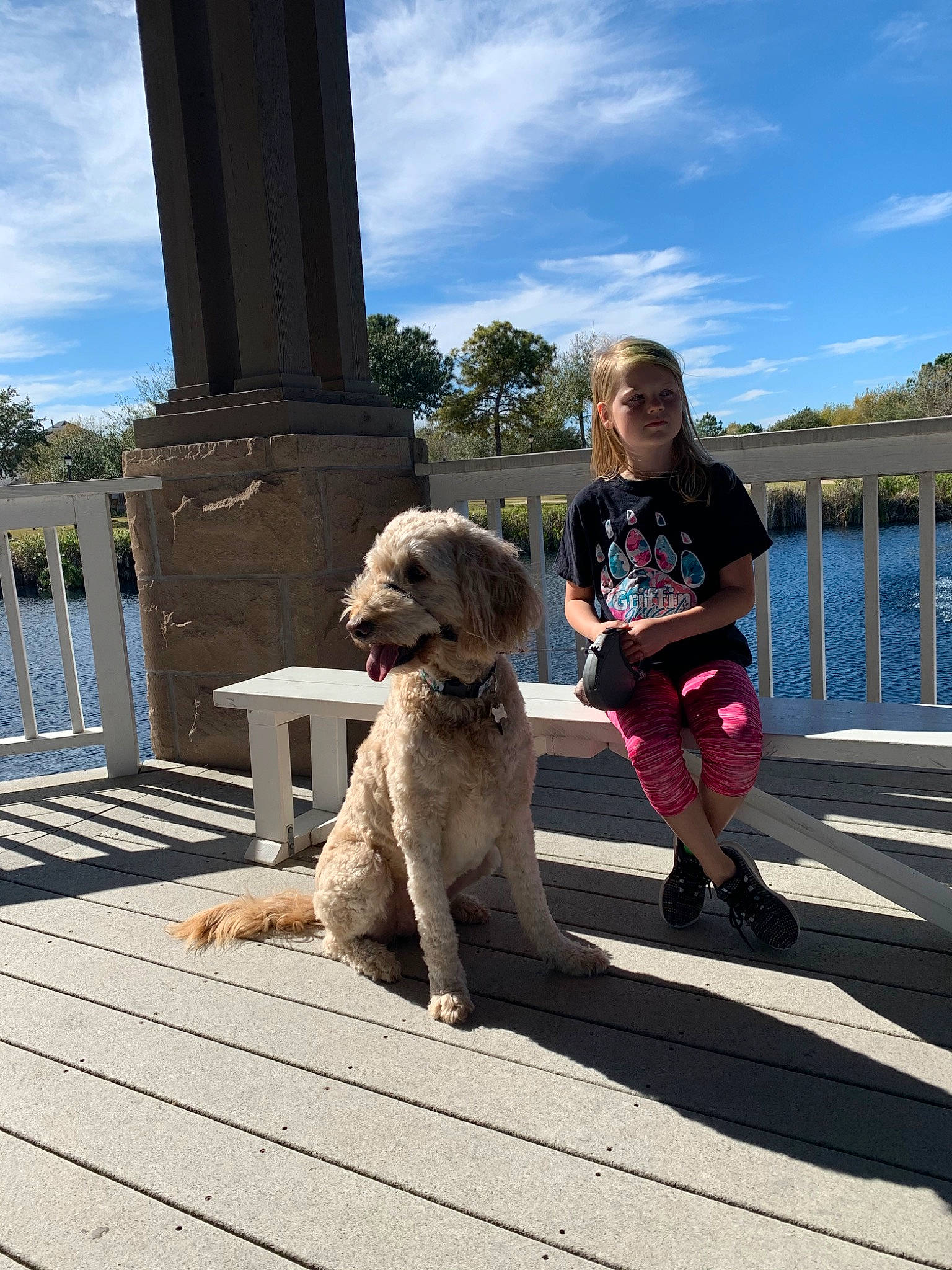 Evie joined the competition — help win amazing prizes! canidae, carnivore, companion_dog, dog, dog_breed, dog_walking, labradoodle, leash, photography, sidewalk, sporting_group, vacation, walking