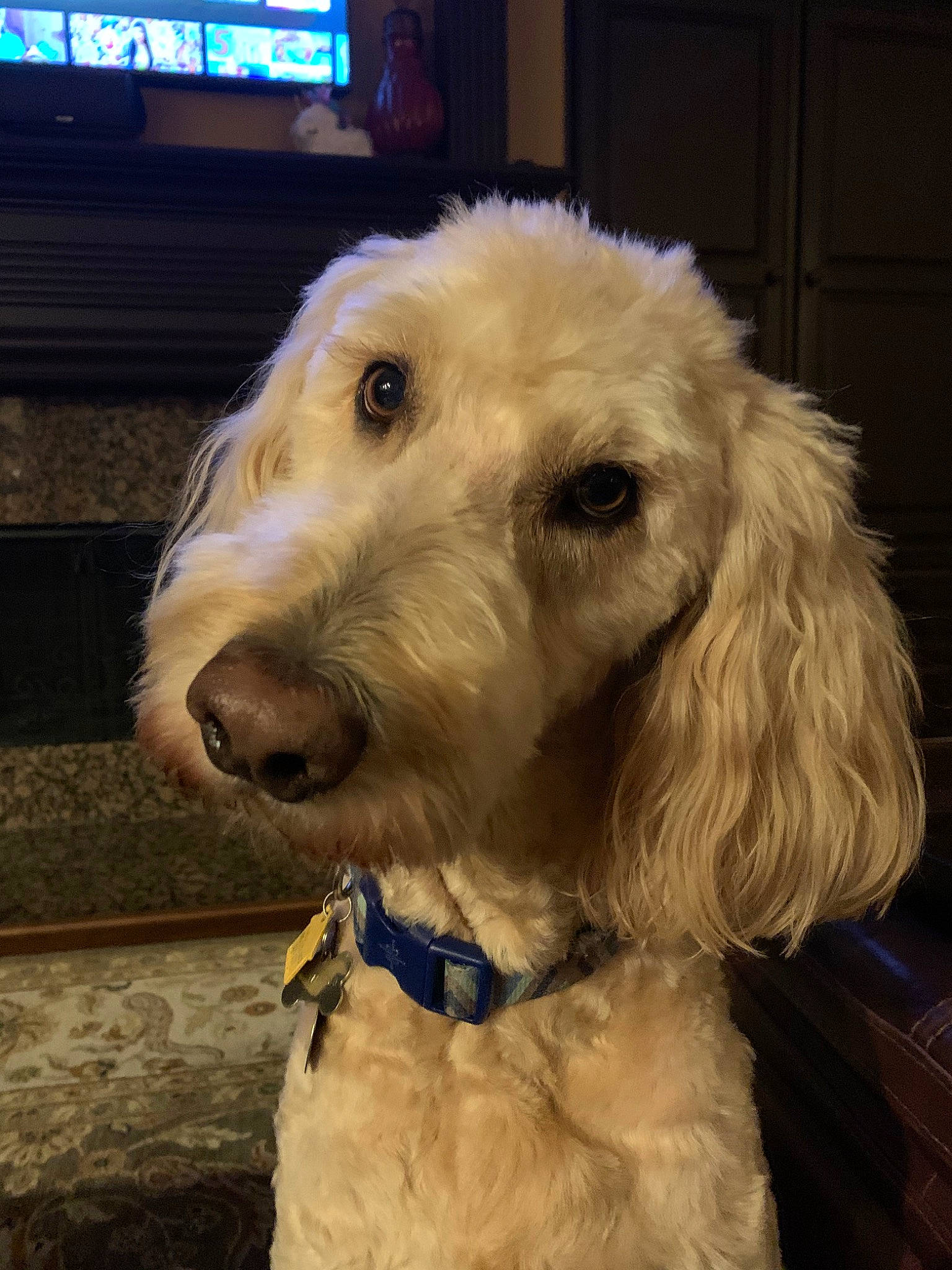 Evie joined the competition — help win amazing prizes! briquet_griffon_vendeen, canidae, carnivore, cockapoo, companion_dog, dog, dog_breed, fur, goldendoodle, grand_basset_griffon_vendeen, labradoodle, mammal, poodle_crossbreed, rare_breed_dog, snout, spinone_italiano, sporting_group, standard_poodle, terrier, vertebrate