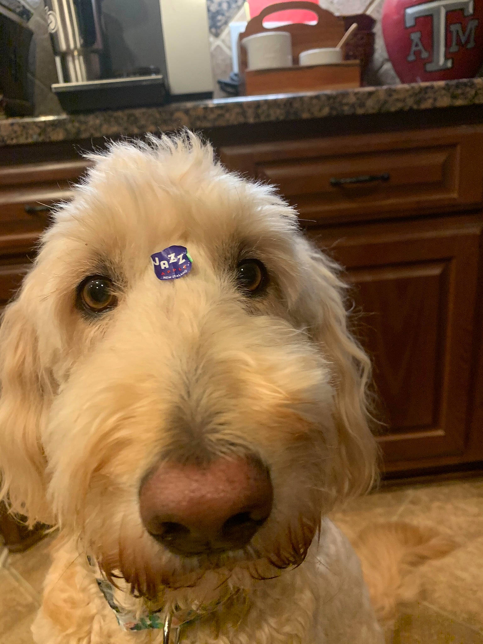 Evie is registered to the contest to win money with this photo: briquet_griffon_vendeen, canidae, carnivore, cockapoo, companion_dog, dog, dog_breed, goldendoodle, grand_basset_griffon_vendeen, irish_soft_coated_wheaten_terrier, labradoodle, mammal, nose, petit_basset_griffon_vendeen, rare_breed_dog, schnoodle, snout, sporting_group, terrier, vertebrate