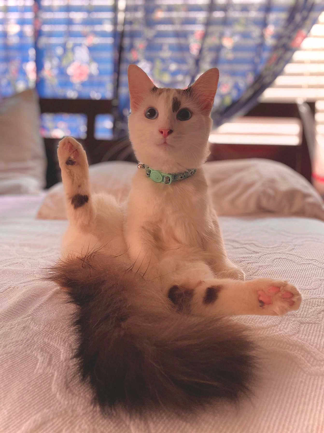 Princess is registered to the contest to win money with this photo: cat, white_cat, fluffy_tail, collar, bed, paw, stretching, indoor, curtains, flower_pattern, wide_eyes, pink_nose, soft_light, relaxed, cute, pet, feline, domestic_animal, fur, whiskers