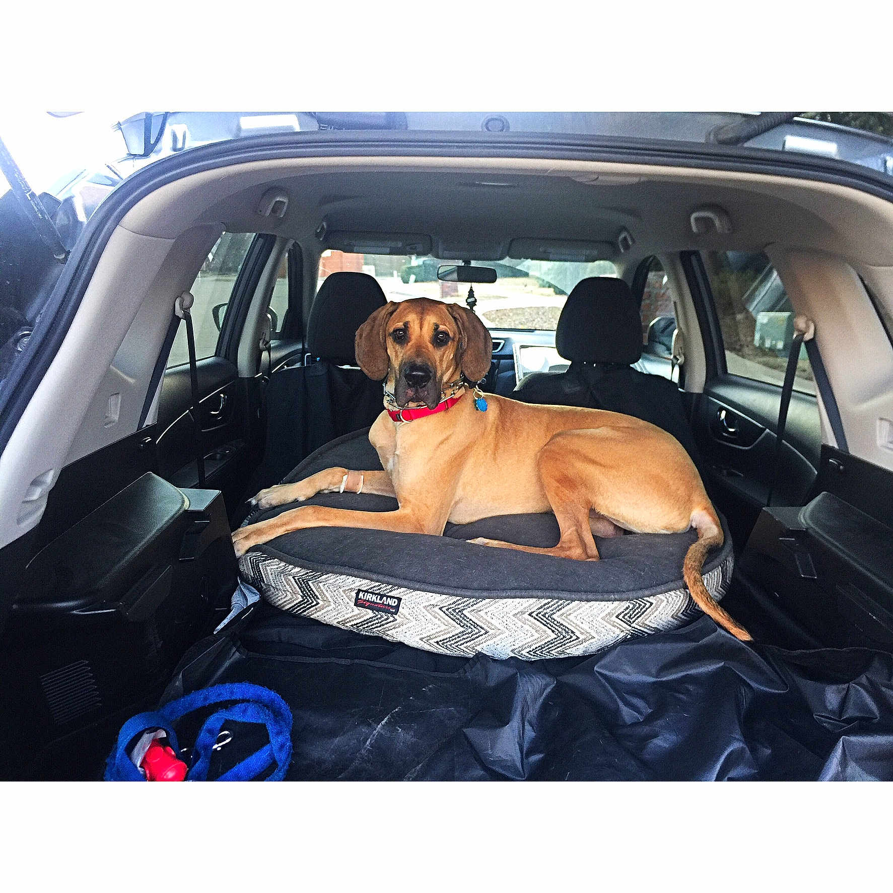 Bruno joined the competition — help win amazing prizes! auto_part, automotive_design, automotive_exterior, automotive_window_part, car, car_seat, car_seat_cover, city_car, dog, dog_like_mammal, driving, family_car, mammal, motor_vehicle, vehicle, vehicle_door, windshield