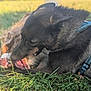 dog, dogs, playing, grass, outdoor, pets, canine, nature, animal, fur, harness, tongue, teeth, mouth, field, daylight, closeup, friendship, fun, energy