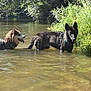 dog, water, river, outdoor, nature, greenery, canine, wet, sunlight, animal, summer, forest, playful, pets, fur, daylight, muzzle, snout, harness, trees
