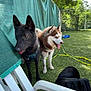 dog, black_dog, husky, outdoor, green_fence, grass, plastic_chair, bag, sunny, trees, leash, pet, animal, canine, tongue_out, side_view, daylight, playful, nature, yard