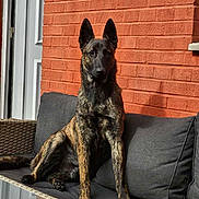 Venom a rejoint le concours — aidez-le/la à gagner de superbes lots ! dog, brindle, sitting, sofa, outdoor, brick_wall, cushion, pet, canine, alert, sunlight, furniture, domestic_animal, ears, tail, paw, portrait, calm, home, relaxing