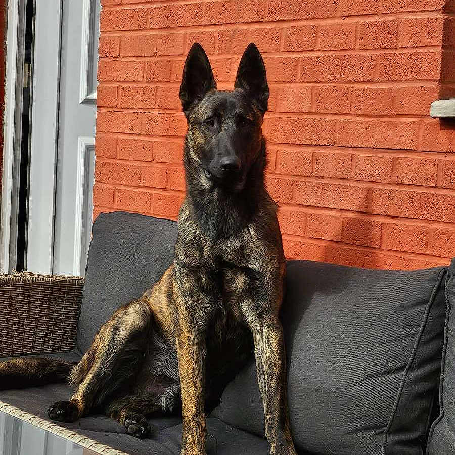 Venom a rejoint le concours — aidez-le/la à gagner de superbes lots ! alert, brick_wall, brindle, calm, canine, cushion, dog, domestic_animal, ears, furniture, home, outdoor, paw, pet, portrait, relaxing, sitting, sofa, sunlight, tail
