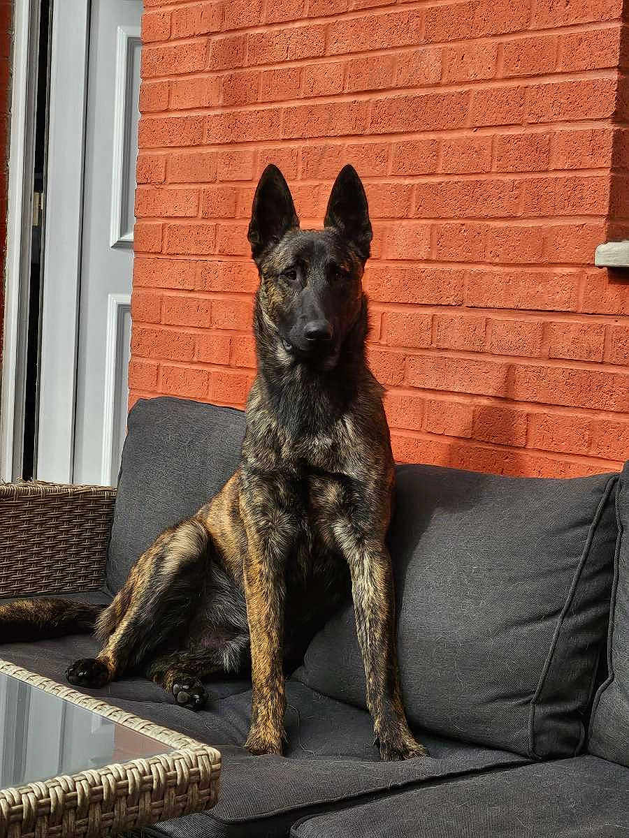 Venom a rejoint le concours — aidez-le/la à gagner de superbes lots ! dog, brindle, sitting, sofa, outdoor, brick_wall, cushion, pet, canine, alert, sunlight, furniture, domestic_animal, ears, tail, paw, portrait, calm, home, relaxing