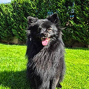 Uria a rejoint le concours — aidez-le/la à gagner de superbes lots ! dog, black_dog, fluffy, grass, outdoor, sunny, greenery, happy, pet, canine, nature, blue_sky, clouds, fur, tongue_out, smiling, animal, garden, daylight, playful