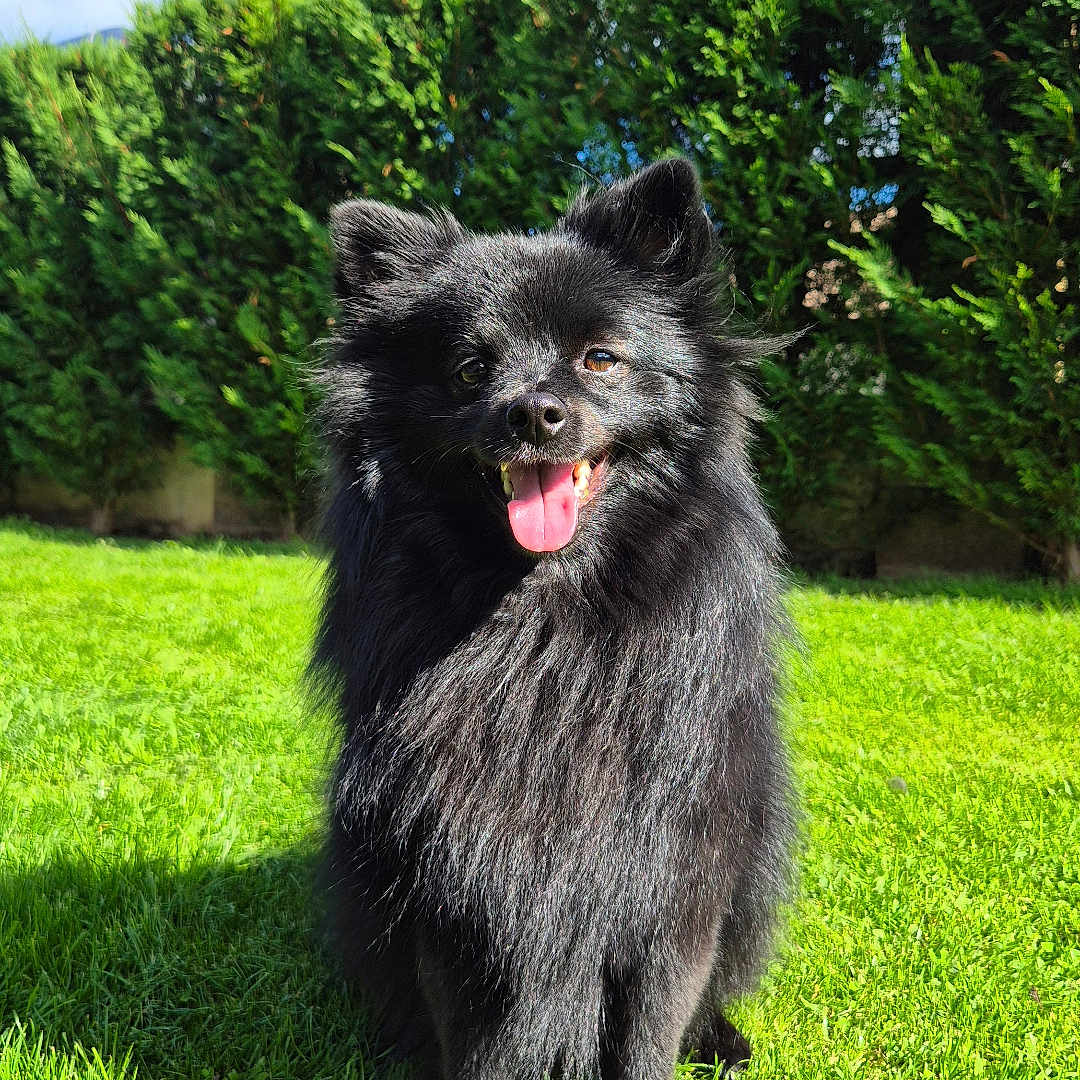 Uria a rejoint le concours — aidez-le/la à gagner de superbes lots ! animal, black_dog, blue_sky, canine, clouds, daylight, dog, fluffy, fur, garden, grass, greenery, happy, nature, outdoor, pet, playful, smiling, sunny, tongue_out