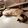 Stormy is registered to the contest to win money with this photo: cat, siamese, pet, indoor, floor, lying_down, relaxed, fur, paw, belly, home, furniture, storage, decor, cute, animal, mammal, whiskers, resting, cozy