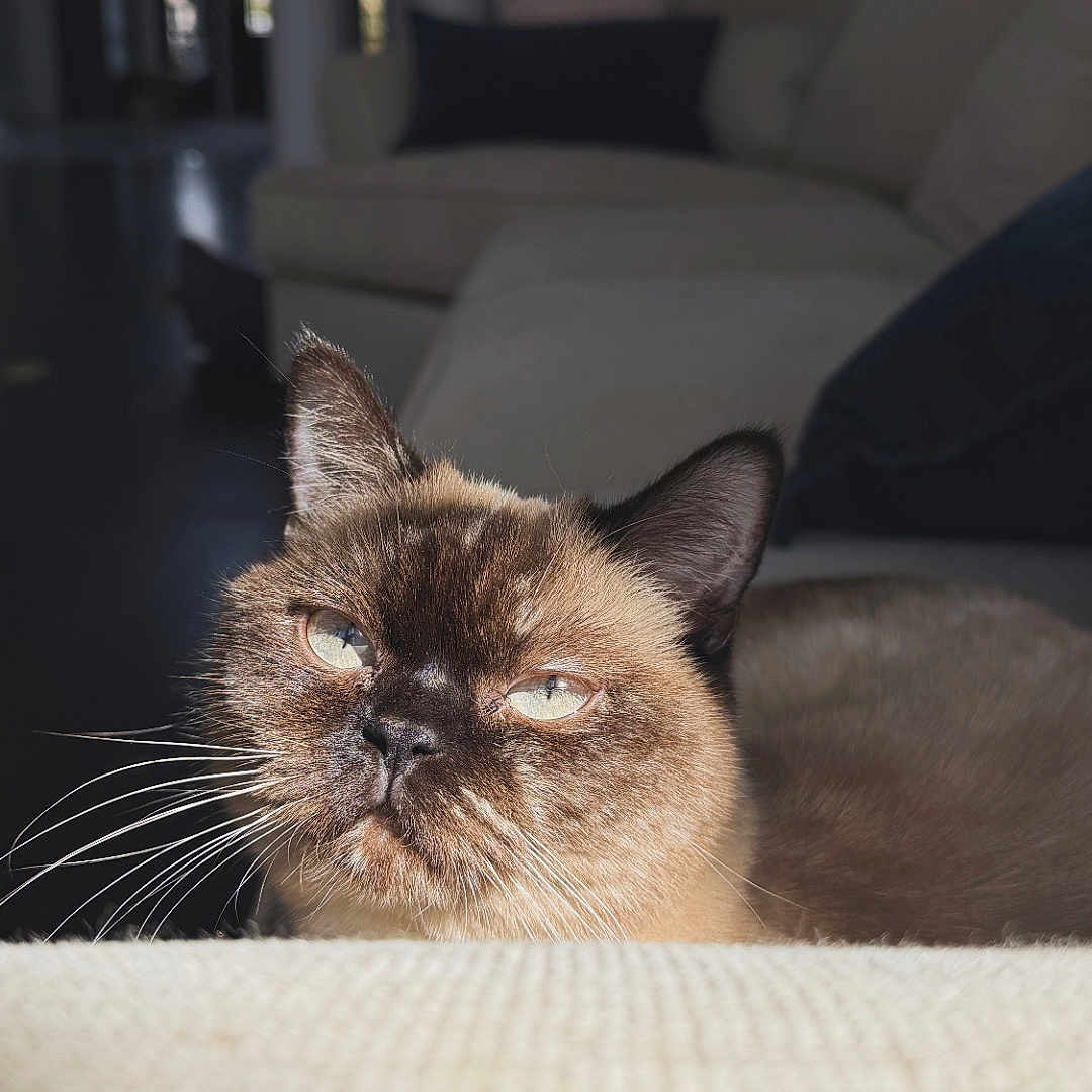 Stormy is registered to the contest to win money with this photo: cat, siamese, pet, indoor, living_room, sofa, cushion, whiskers, sunlight, closeup, feline, animal, relaxed, home, cozy, fur, portrait, mammal, domestic, resting