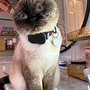 Stormy joined the competition — help win amazing prizes! cat, siamese, blue_eyes, collar, tag, whiskers, fur, pet, indoor, countertop, mirror, toiletries, closeup, portrait, animal, cute, domestic_cat, feline, sitting, curious