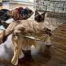 Stormy is registered to the contest to win money with this photo: cat, siamese_cat, glass_table, wooden_table, living_room, stone_fireplace, decorative_bowl, woven_balls, hardwood_floor, sunlight, indoor, furniture, pet, animal, relaxed, curious, blue_eyes, cozy, home_decor, resting