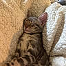 Winnie is registered to the contest to win money with this photo: cat, kitten, sleeping, fluffy_blanket, cozy, tabby, pet, indoor, cute, nap, relaxed, feline, soft_texture, comfort, closeup, peaceful, animal, whiskers, pink_nose, ears