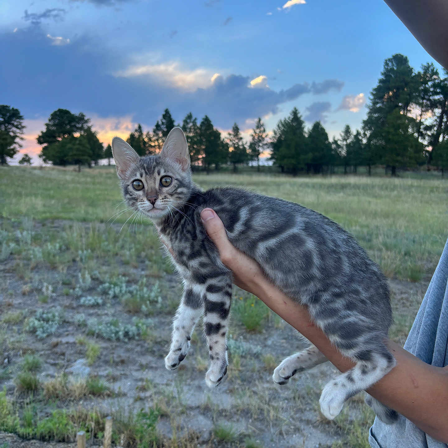 Winnie is registered to the contest to win money with this photo: kitten, cat, animal, pet, gray_tabby, outdoor, nature, field, grass, trees, sky, clouds, sunset, person, hand, holding, curious, young, mammal, wildlife