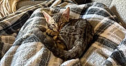 Winnie joined the competition — help win amazing prizes! cat, kitten, sleeping, blanket, plaid, cozy, couch, living_room, pillow, fur, pet, domestic_animal, resting, indoor, comfortable, relaxation, feline, cute, small, tabby