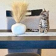 Winnie is registered to the contest to win money with this photo: cat, kitten, tabby, vase, pampas_grass, table, chair, indoor, furniture, decor, curious, pet, domestic_animal, striped, sitting, looking_away, minimalist, neutral_colors, cozy, home
