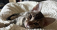 Winnie is registered to the contest to win money with this photo: animal, blanket, cat, closeup, cozy, cute, domestic, ears, fur, indoor, kitten, mammal, pet, portrait, relaxed, resting, soft, texture, whiskers, young