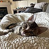 Winnie is registered to the contest to win money with this photo: kitten, cat, pet, indoor, blanket, texture, fur, cute, animal, resting, cozy, soft, closeup, young, domestic, mammal, whiskers, ears, relaxed, portrait