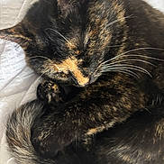 Doja is registered to the contest to win money with this photo: animal, cat, close_up, cozy, curled_up, cute, domestic_animal, feline, fur, indoor, nap, peaceful, pet, relaxed, resting, sleeping, soft, tail, tortoiseshell, whiskers