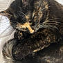animal, cat, close_up, cozy, curled_up, cute, domestic_animal, feline, fur, indoor, nap, peaceful, pet, relaxed, resting, sleeping, soft, tail, tortoiseshell, whiskers