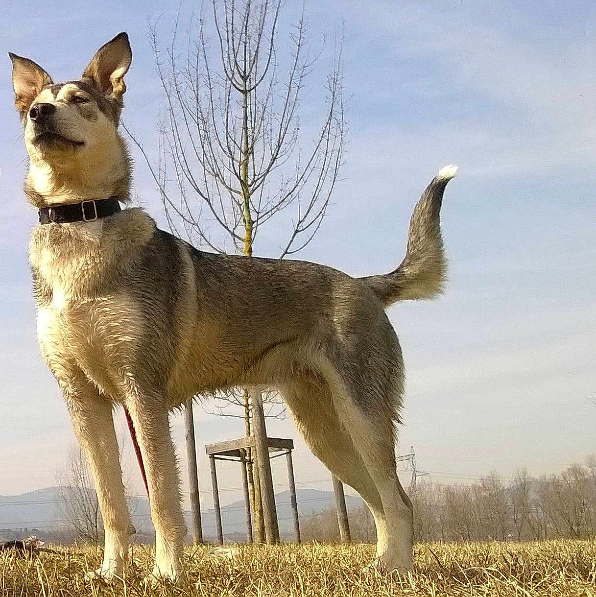 Kaya