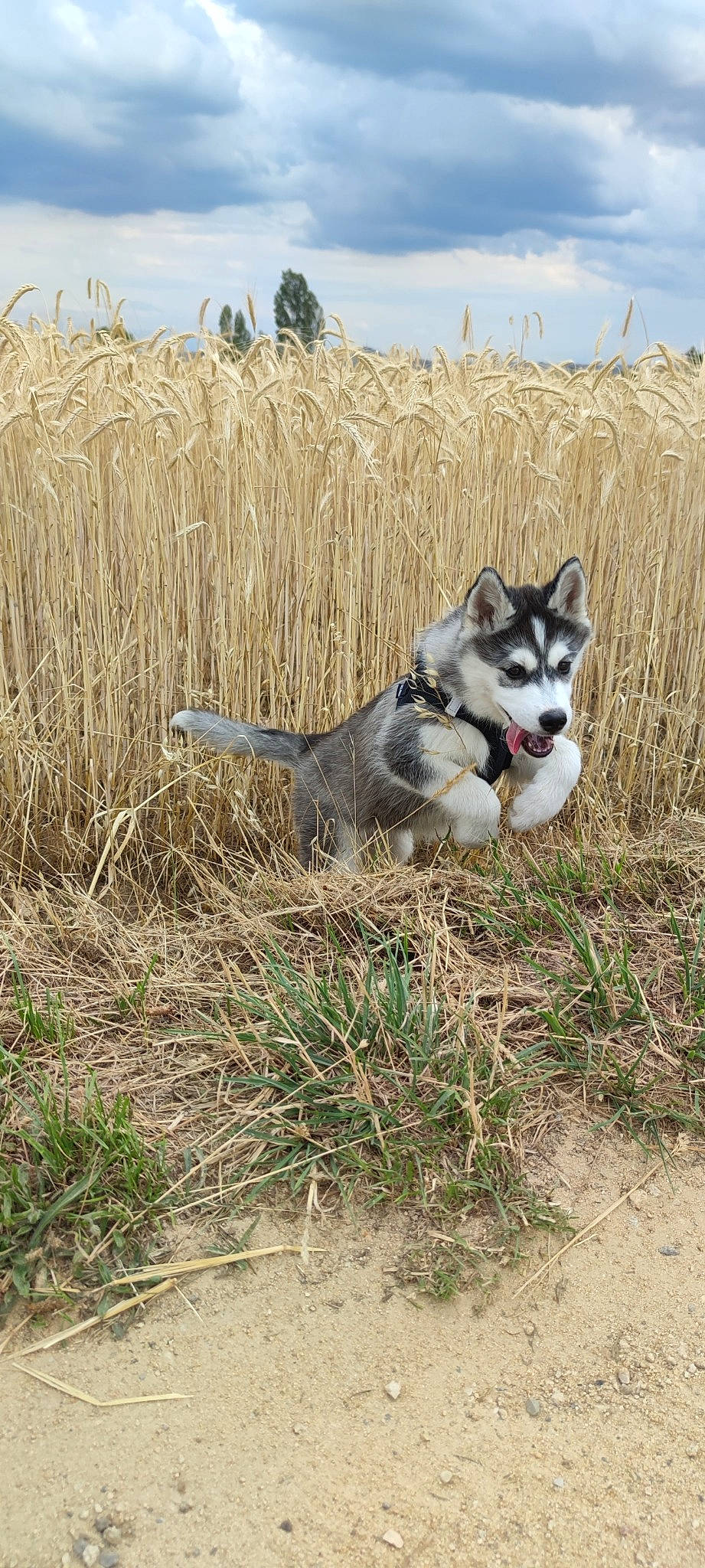 Taïga participe au concours pour gagner de l'argent avec cette photo : canidae, canis, canis_lupus_tundrarum, carnivore, cloud, dog, dog_breed, grass, grassland, plant, prairie, siberian_husky, sky, sled_dog, soil, sporting_group, terrestrial_animal, wildlife, wolf, working_dog