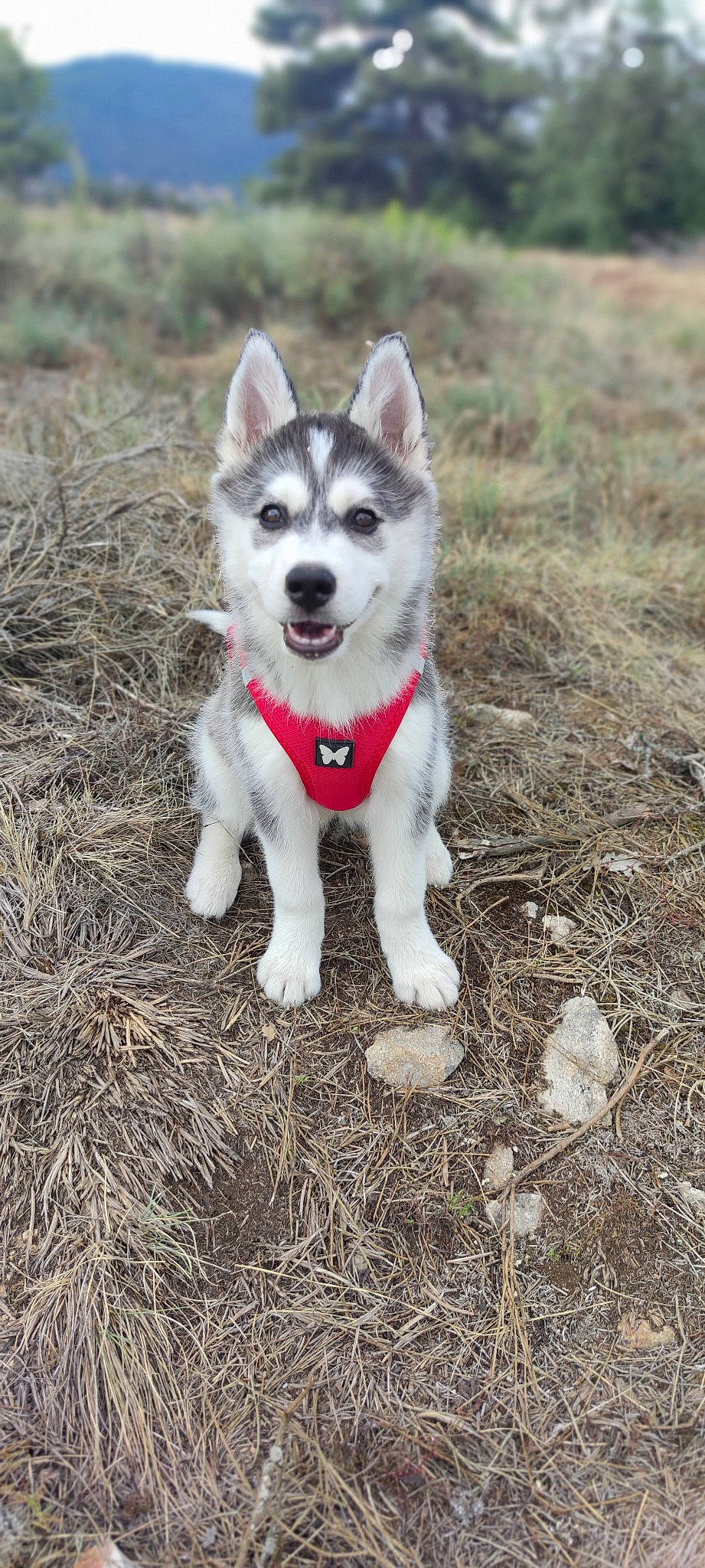 Taïga participe au concours pour gagner de l'argent avec cette photo : ancient_dog_breeds, canidae, carmine, carnivore, companion_dog, dog, dog_breed, grass, non_sporting_group, sled_dog, soil, tail, terrestrial_animal, working_animal, working_dog