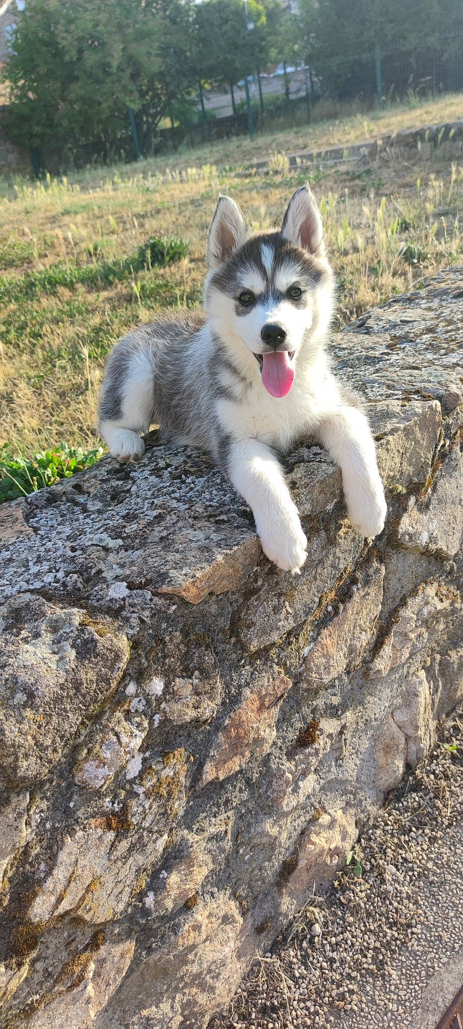 Taïga participe au concours pour gagner de l'argent avec cette photo : bedrock, canidae, canis, carnivore, companion_dog, dog, dog_breed, fang, fur, grass, plant, rock, soil, sporting_group, tail, terrestrial_animal, working_dog