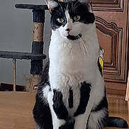 Felix participe au concours pour gagner de l'argent avec cette photo : alert, animal, black_and_white, cabinet, cat, cat_tree, domestic_cat, ears, eyes, feline, fur, household, indoor, pet, portrait, sitting, table, tail, whiskers, wooden_surface