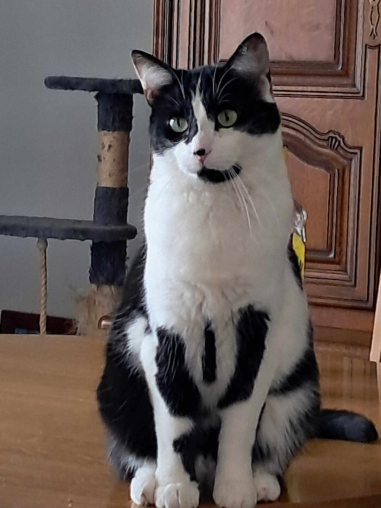 Felix