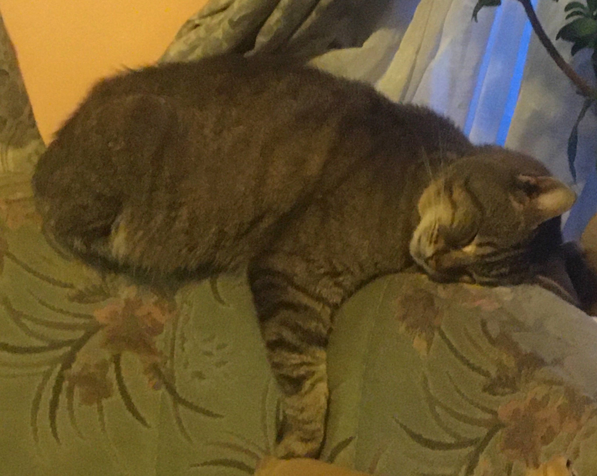 Chouchou participe au concours pour gagner de l'argent avec cette photo : carnivore, cat, claw, fawn, felidae, flowerpot, fur, houseplant, organism, paw, small_to_medium_sized_cats, tail, terrestrial_animal, vertebrate, whiskers, yellow