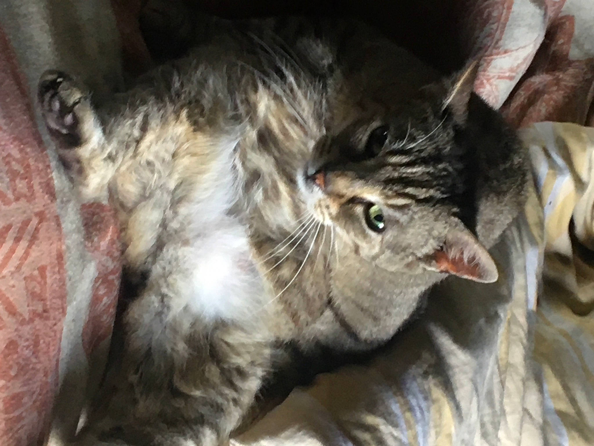 Chouchou a rejoint le concours — aidez-le/la à gagner de superbes lots ! carnivore, cat, felidae, fur, skin, small_to_medium_sized_cats, snout, terrestrial_animal, vertebrate, whiskers