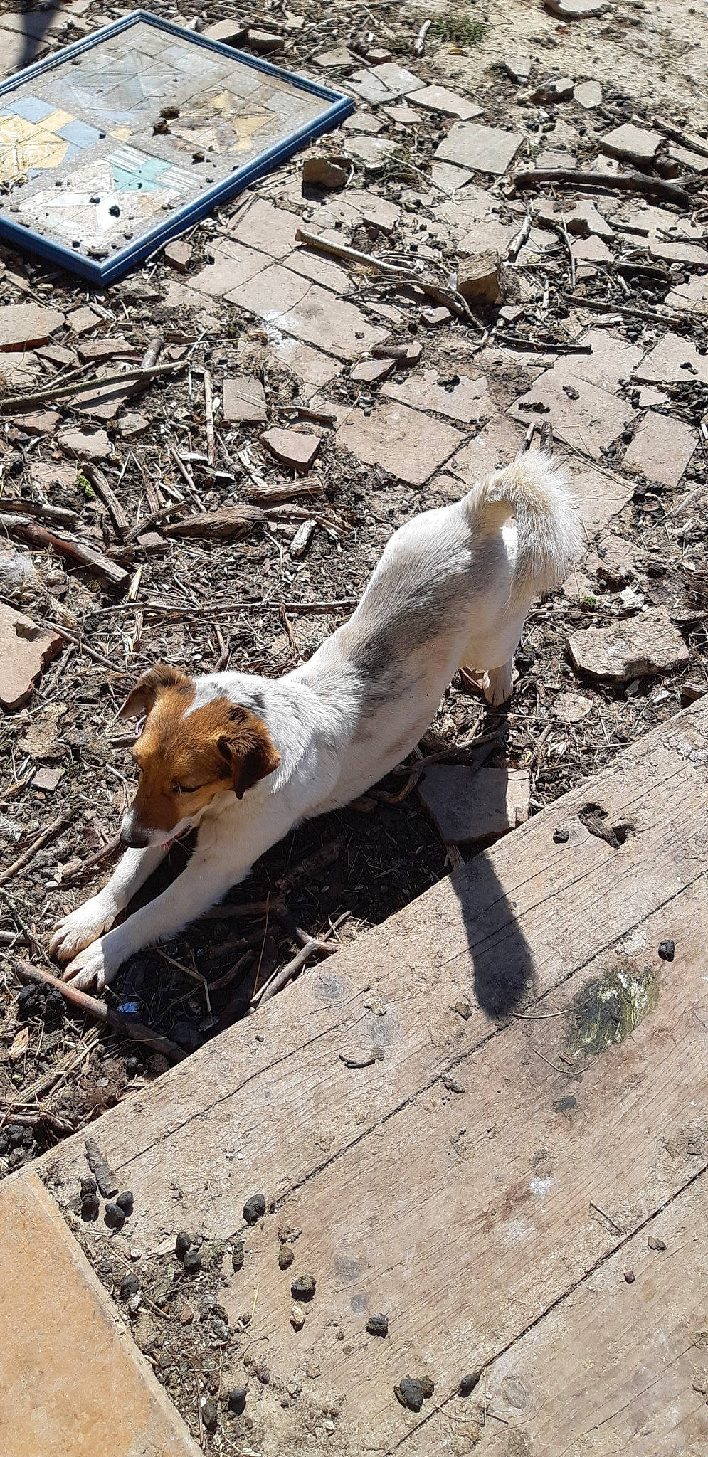 Hoppy participe au concours pour gagner de l'argent avec cette photo : canidae, carnivore, companion_dog, dog, dog_breed, ibizan_hound, sidewalk, street_dog