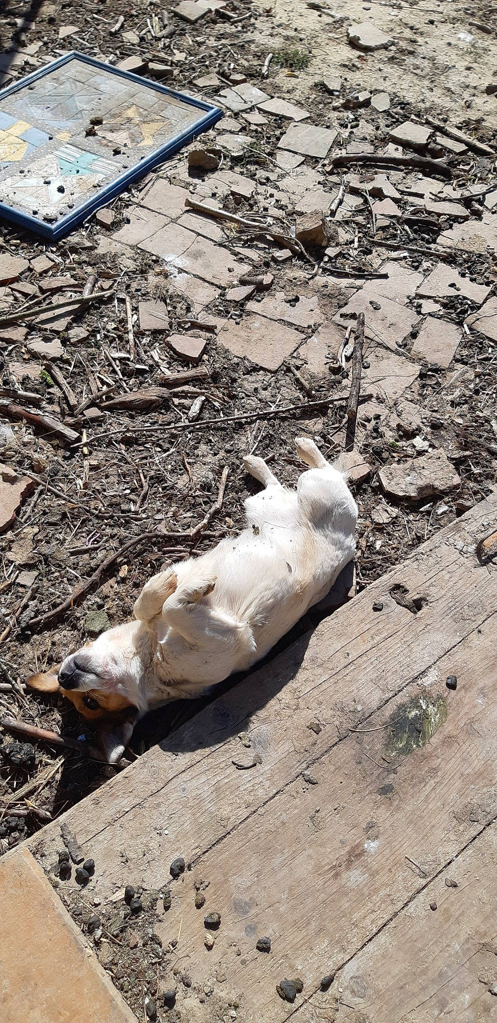 Hoppy a rejoint le concours — aidez-le/la à gagner de superbes lots ! canidae, litter, sidewalk, street_dog, waste