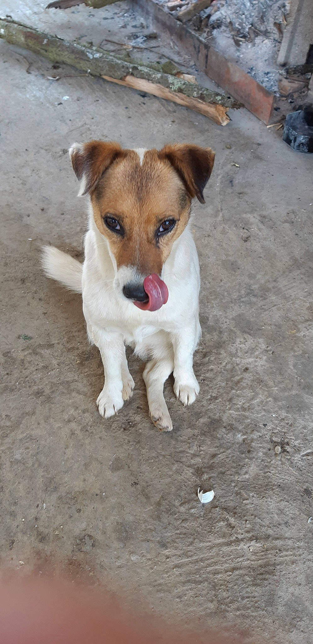 Hoppy a rejoint le concours — aidez-le/la à gagner de superbes lots ! aspin, canidae, carnivore, companion_dog, dog, dog_breed, feist, fox_terrier, irishjacks, jack_russell_terrier, mammal, miniature_fox_terrier, plummer_terrier, potcake_dog, rare_breed_dog, russell_terrier, smooth_fox_terrier, snout, street_dog, tenterfield_terrier