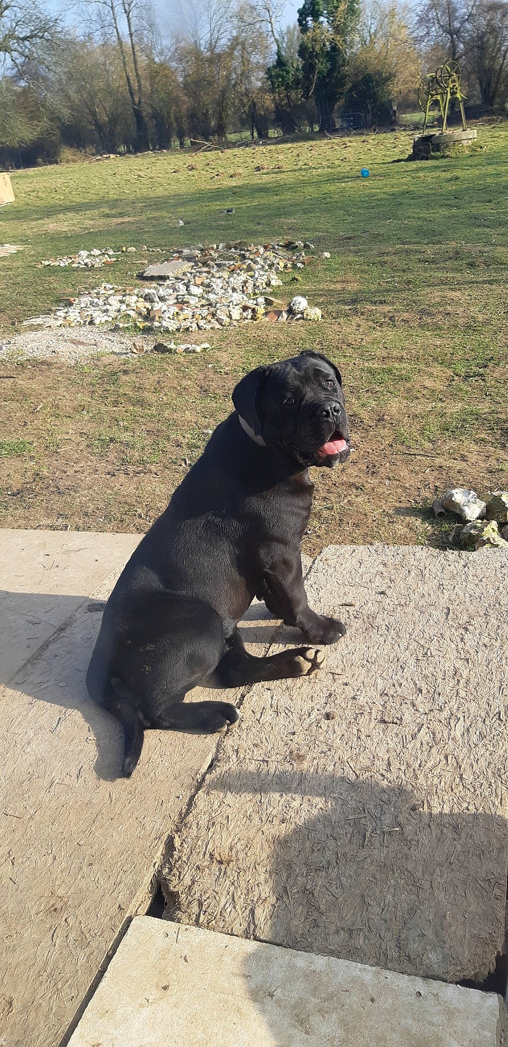 Obscur a rejoint le concours — aidez-le/la à gagner de superbes lots ! american_pit_bull_terrier, bandog, cane_corso, canidae, carnivore, companion_dog, dog, dog_breed, dog_walking, fawn, guard_dog, mammal, snout, sporting_group, tail, vertebrate