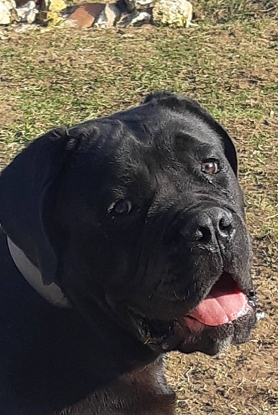 Obscur a rejoint le concours — aidez-le/la à gagner de superbes lots ! bandog, cane_corso, canidae, carnivore, dog, dog_breed, fawn, guard_dog, mammal, molosser, snout, sporting_group, vertebrate