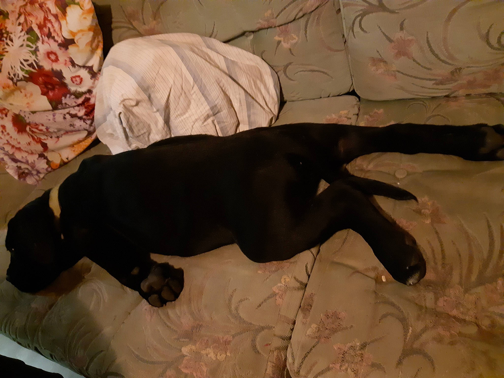 Obscur a rejoint le concours — aidez-le/la à gagner de superbes lots ! canidae, carnivore, dog, dog_breed, labrador_retriever, nap, sporting_group, tail