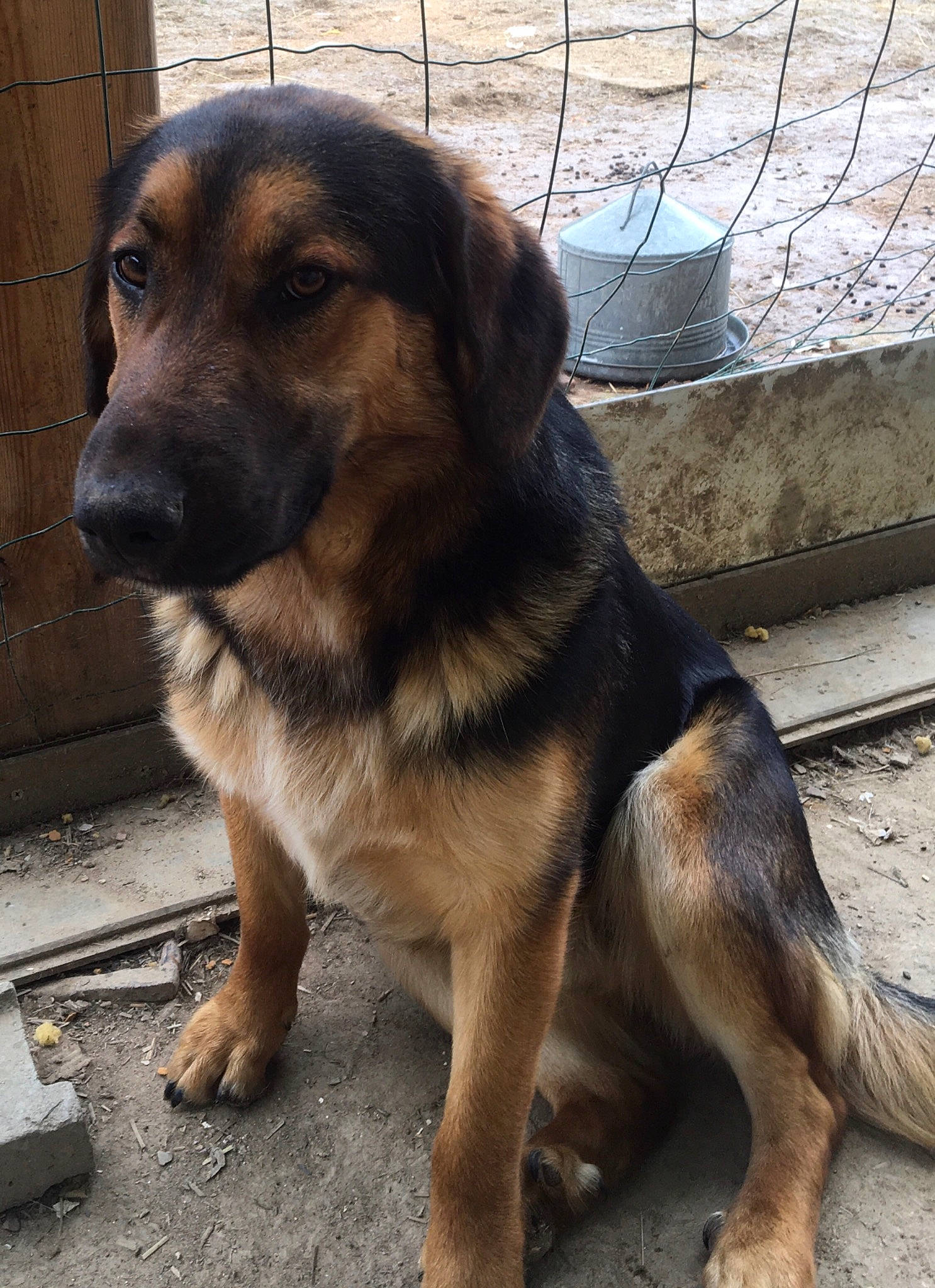 Rais participe au concours pour gagner de l'argent avec cette photo : ancient_dog_breeds, canidae, carnivore, companion_dog, dog, dog_breed, fawn, fur, pet_supply, puppy, snout, sporting_group, terrestrial_animal, working_animal, working_dog