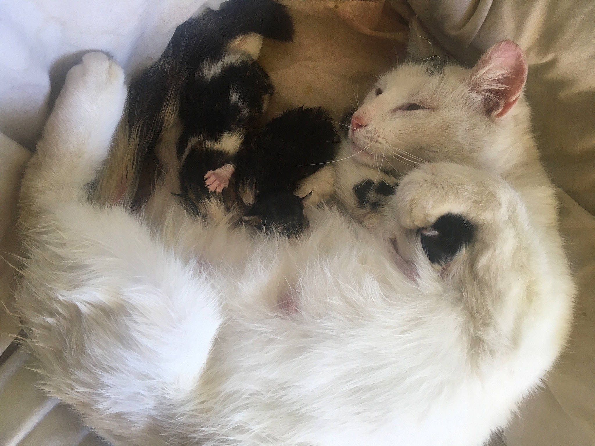 Omelette a rejoint le concours — aidez-le/la à gagner de superbes lots ! canidae, carnivore, cat, cat_bed, cat_supply, claw, comfort, companion_dog, dog_breed, domestic_short_haired_cat, felidae, fur, paw, pet_supply, rodent, small_to_medium_sized_cats, snout, tail, terrestrial_animal, whiskers