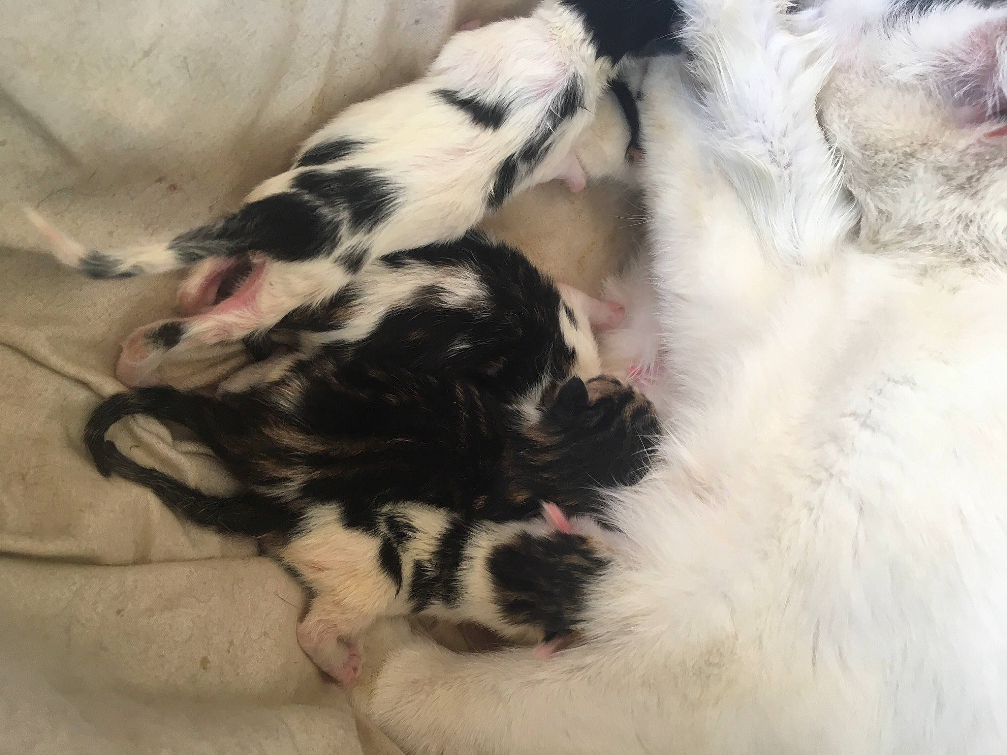 Omelette participe au concours pour gagner de l'argent avec cette photo : canidae, carnivore, claw, comfort, companion_dog, dog_breed, fawn, felidae, fur, non_sporting_group, paw, small_to_medium_sized_cats, sporting_group, tail, terrestrial_animal, whiskers