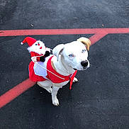 Kaia joined the competition — help win amazing prizes! dog, white_dog, blue_eyes, costume, christmas, santa_claus_doll, toy, asphalt, red_lines, holiday, festive, pet, animal, outdoor, sitting, cute, playful, winter, seasonal, decoration