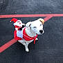 dog, white_dog, blue_eyes, costume, christmas, santa_claus_doll, toy, asphalt, red_lines, holiday, festive, pet, animal, outdoor, sitting, cute, playful, winter, seasonal, decoration